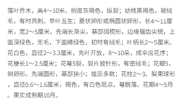 Wholesale prices of bird pear seedlings in the main production area of Chongqing's bird pear seedling cultivation