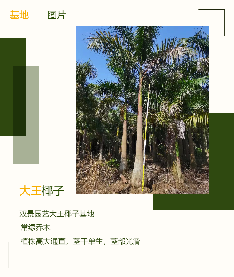 Boutique King Coconut Planting and Sales Project at Base with a Height of 7 8-10 meters Greening King Coconut Tree