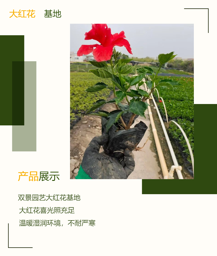 Shuangjing Horticulture 18-180 cm Big Red Flower Fusang Base provides a large supply of various ground cover plants