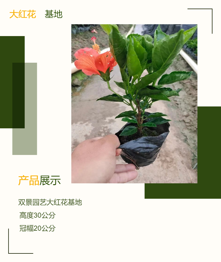 Shuangjing Horticulture 18-180 cm Big Red Flower Fusang Base provides a large supply of various ground cover plants