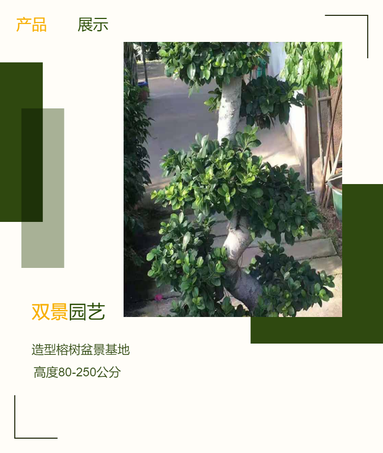 S-bend banyan bonsai with a height of 56-287 cm, 35 yuan, planted on a large area in a nursery