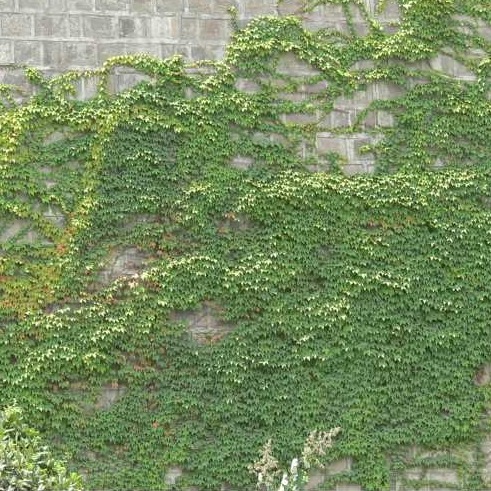 爬墙植物的价值和作用