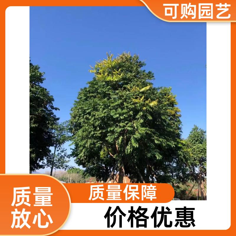 20231204/images/IcmetnWB99Way7MtpU53IgDTHblhwVrIDqrd9qTy.jpg