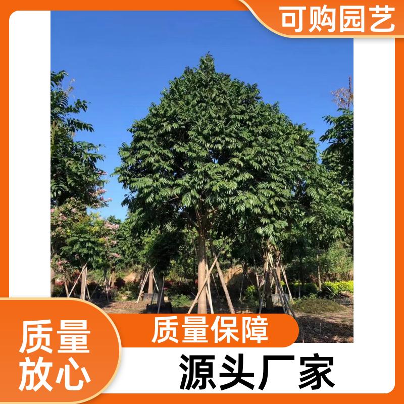 20231204/images/JhLoa3hkshWXLS4emWWB9G5ltWJqwqhSvsQBeOd6.jpg