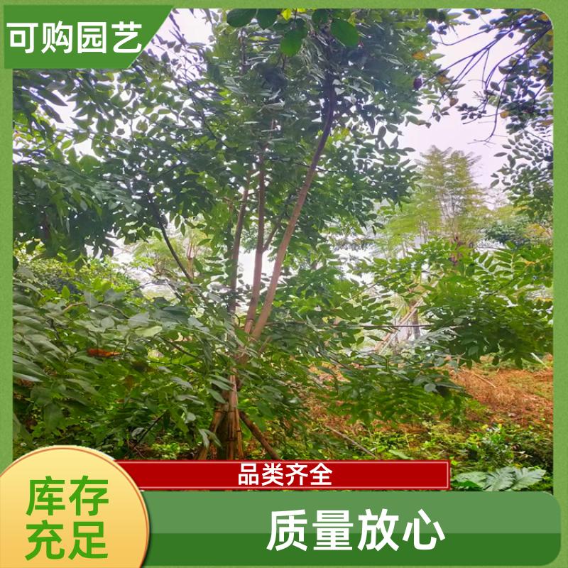 20231211/images/Y4P1gnsq2roJho2rier0sJhlQjAKLBsmmecgzB5J.jpg