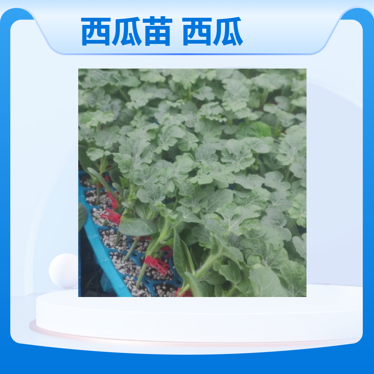 新锐丰西瓜苗 西瓜嫁接苗 早春红玉 早春早熟品种