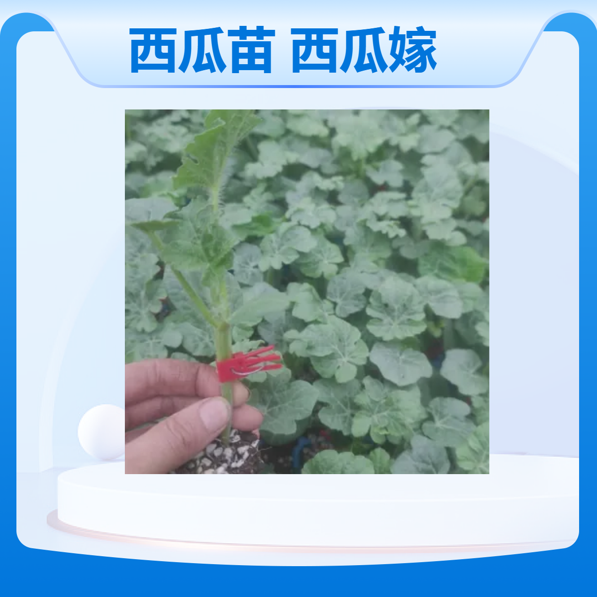 新锐丰种苗 早春红玉西瓜嫁接苗大棚种植产量高