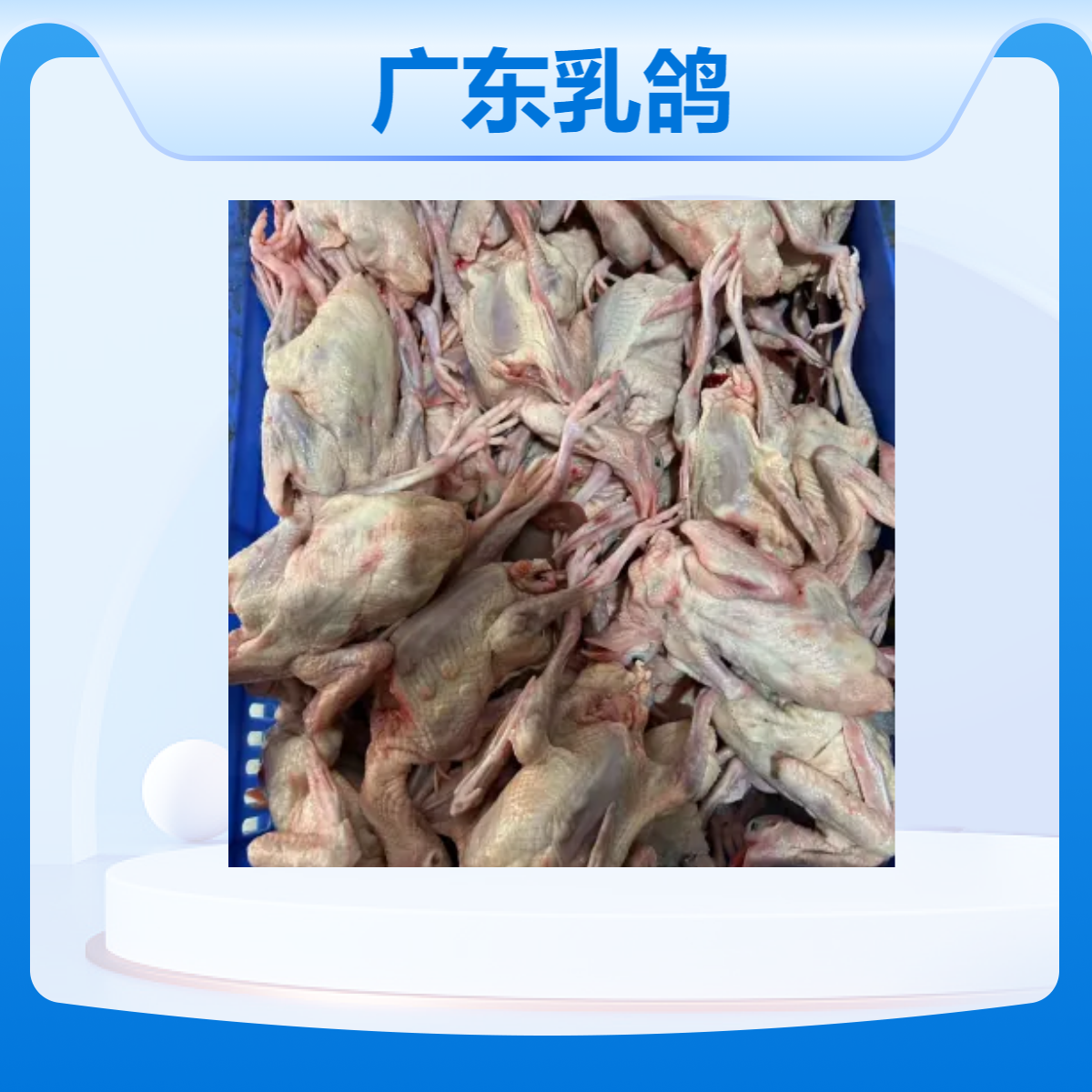 广东乳鸽，石歧乳鸽
