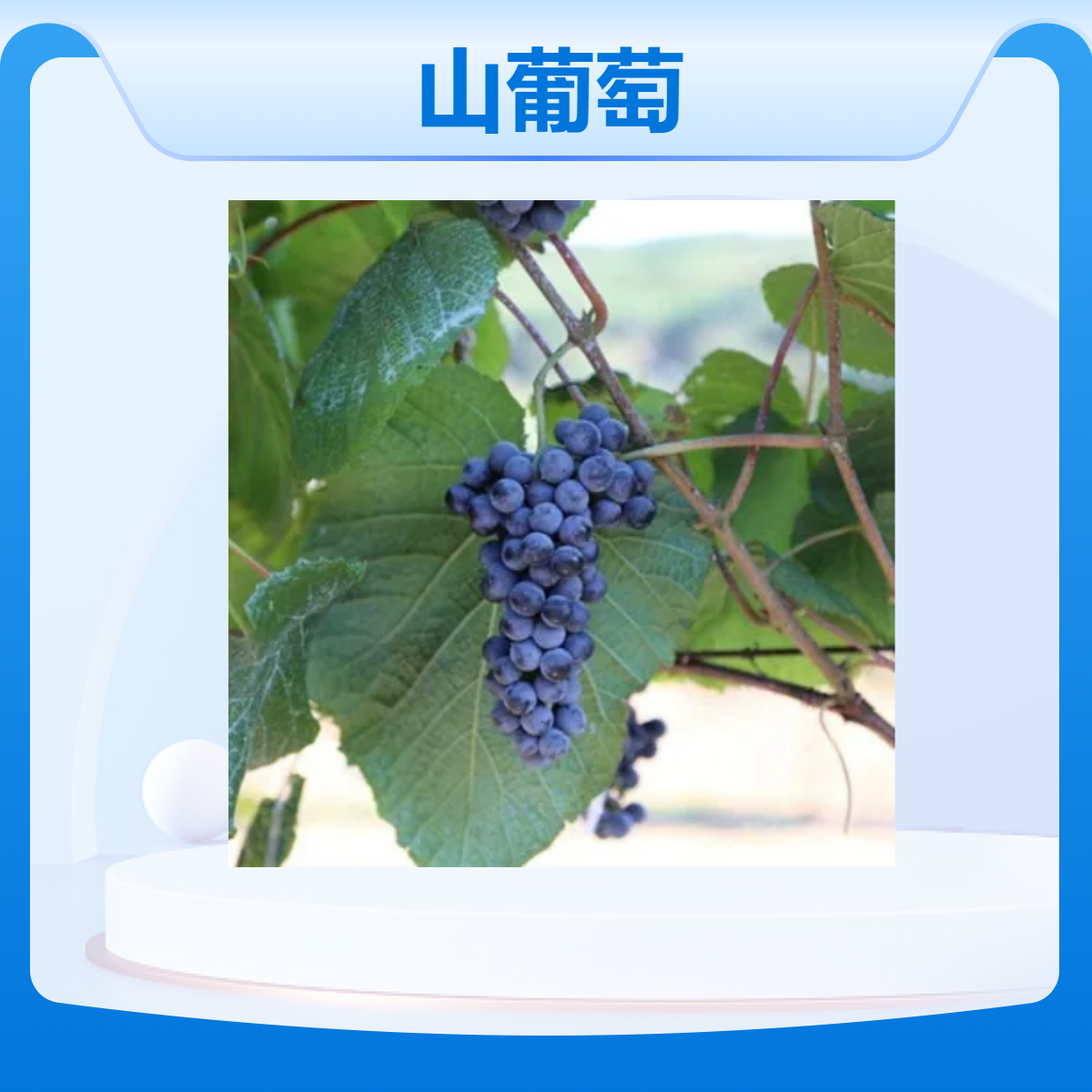 橙卉青雅出售山葡萄苗 全国种植露地行道树 绿色观赏植物 高成活率