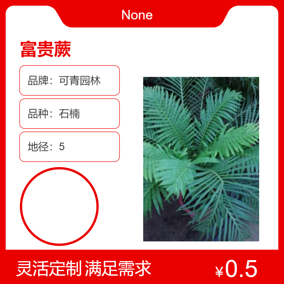 可青园林富贵蕨 常绿观叶植物 露地栽培 绿色美化新选择