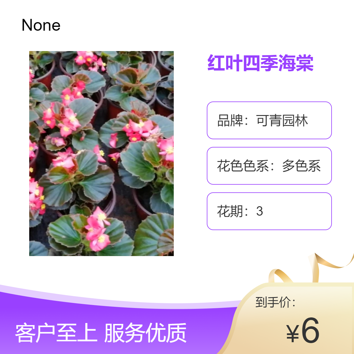 可青园林出品 红叶四季海棠 多色系观花植物 中性光照 花坛花镜造景苗