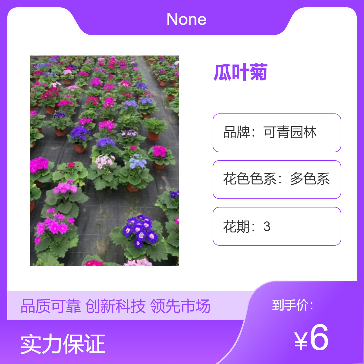 瓜叶菊盆栽地栽苗 多色系观花绿植 室内外花卉装饰 中性光照生长