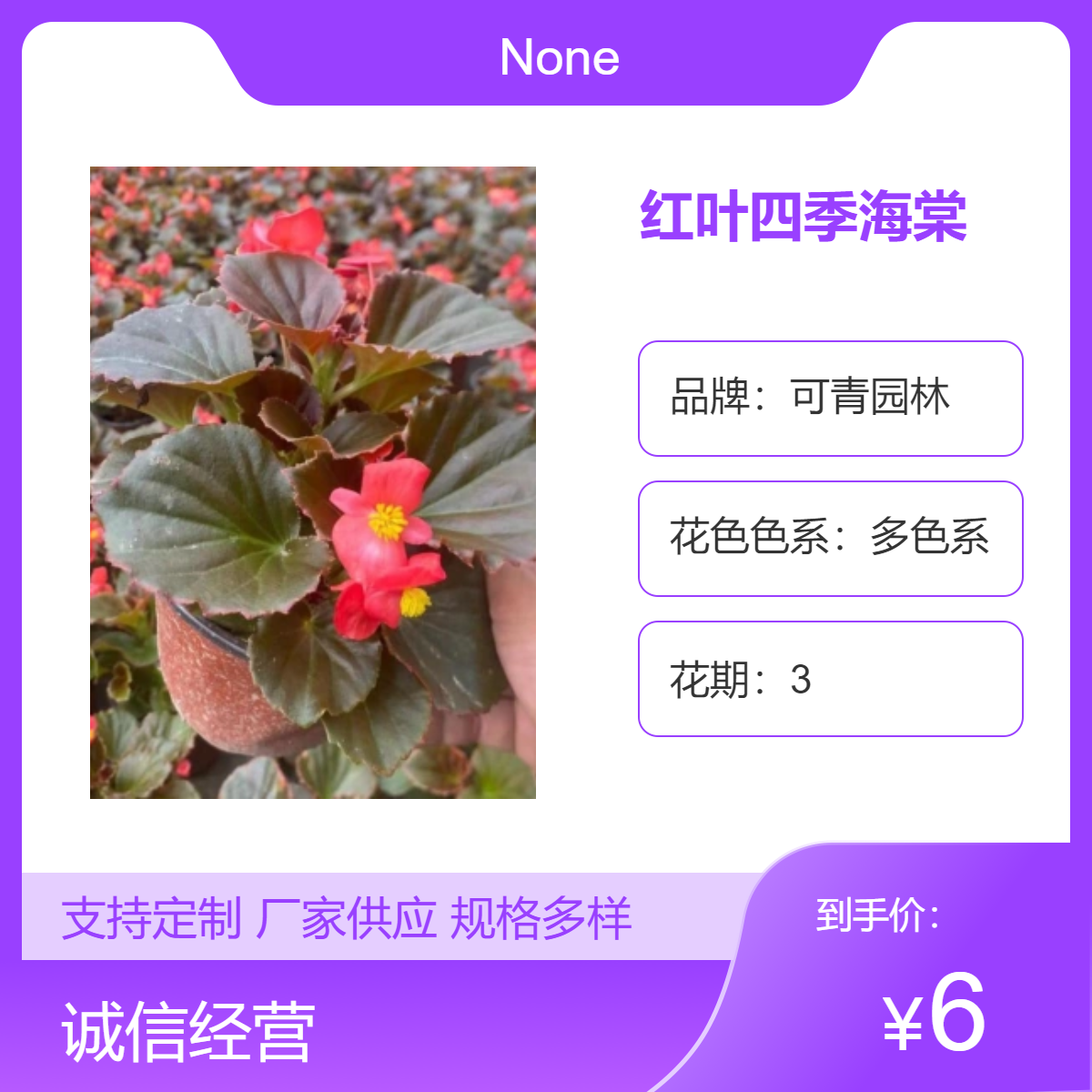 可青园林供应 红叶四季海棠 花坛花境观赏花卉 四季常绿 室内外盆栽