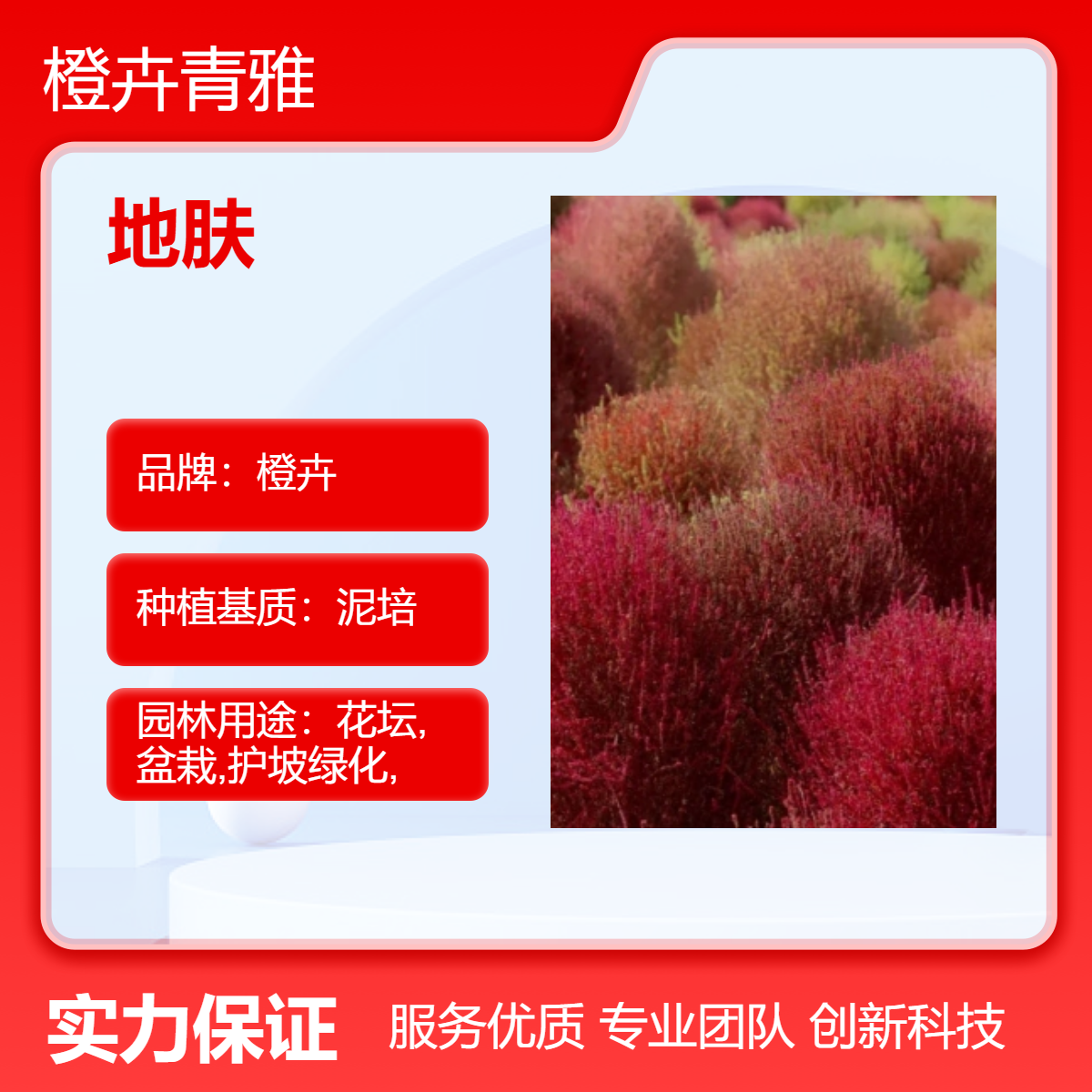 地肤 绿植盆栽 庭院造景观赏植物 泥培易养护花坛花镜花海造景苗