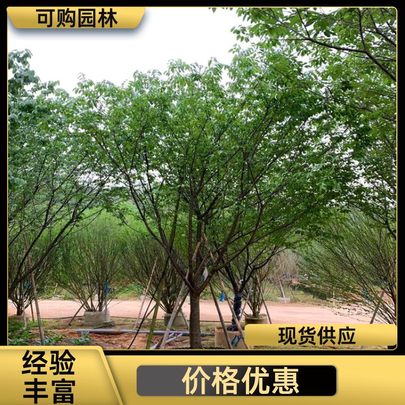 20240314/images/Y2Sbn7jCm866rrIRcuG8U1v15BHVHSdXInJ73ZRU.jpg