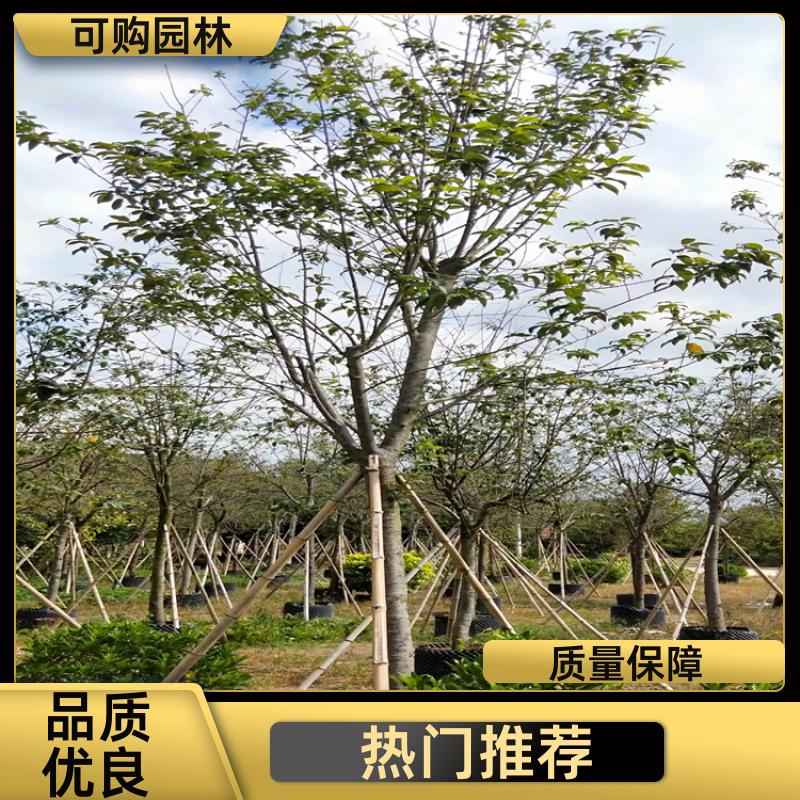 20240314/images/8PGFA5xNfX60mhW1T1exyOmzo4uPcsRULON5TIgL.jpg
