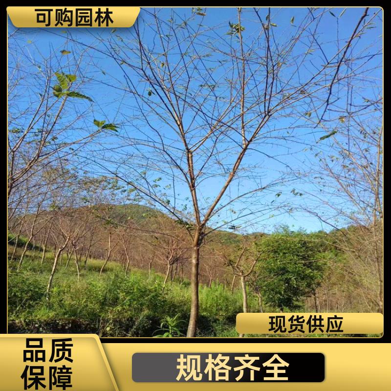 20240314/images/JwbGipVuNwtTC6YL2ddjTDDXFe4COFA2qSW1bHsA.jpg