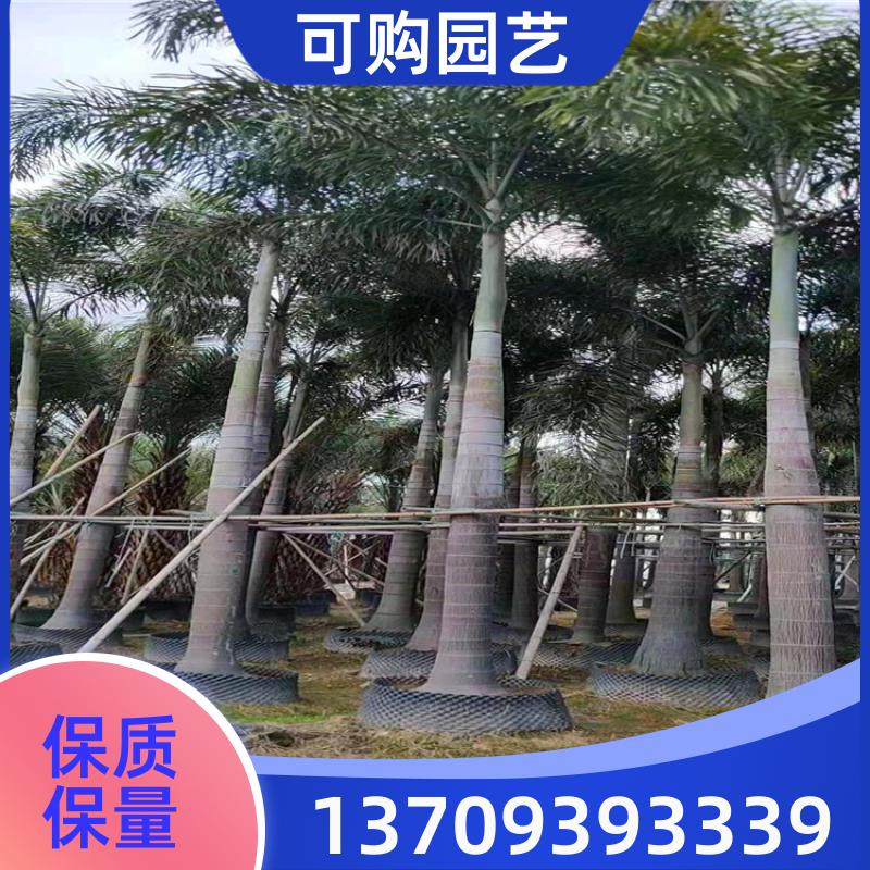 20240315/images/6O8YMAbHmh3k44KbHAa7gAlut2GQjdXa5bNB46wA.jpg