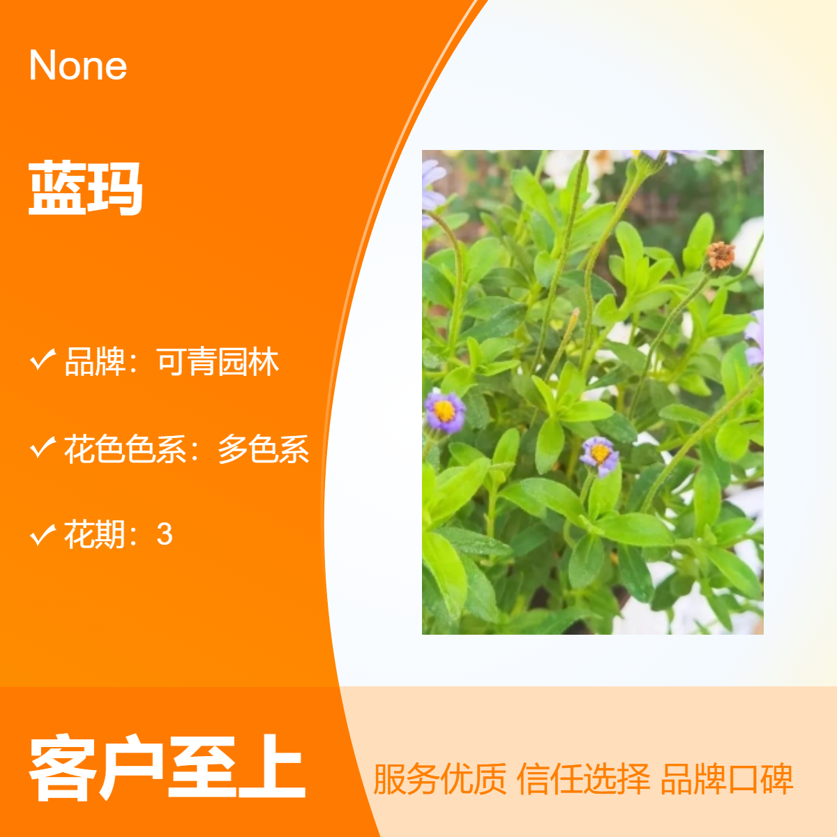 蓝玛 可青园林出品 观花植物 紫色系花卉 中性光照生长适温
