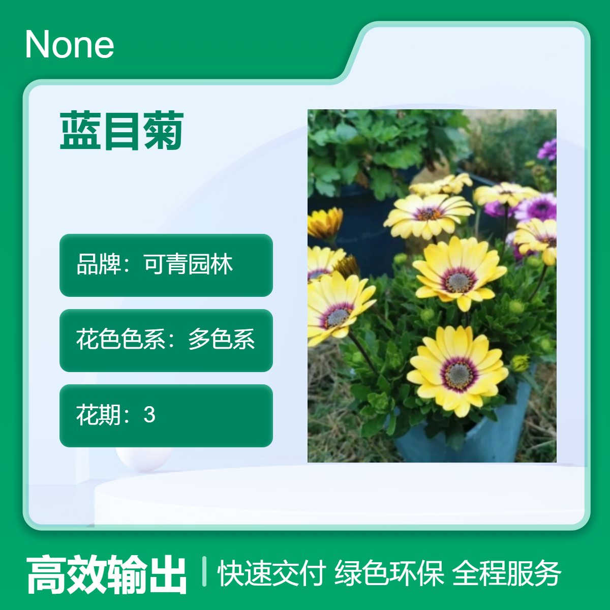 蓝目菊观赏盆栽 多色系花卉 绿色叶片 可青园林精心培育