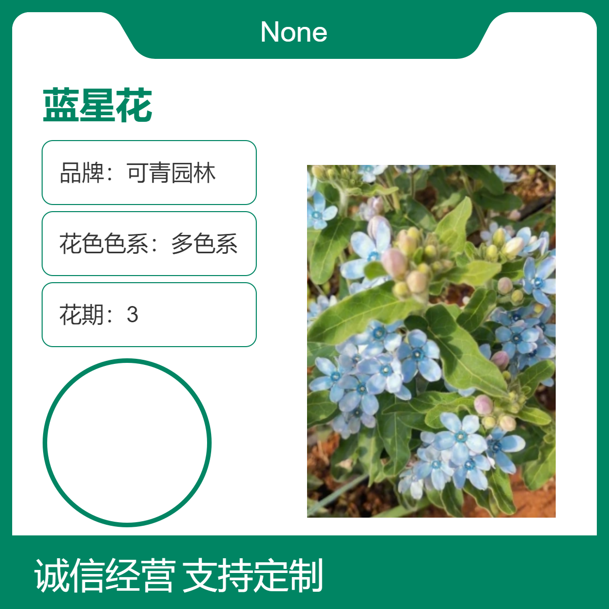 蓝星花 紫色系观赏花卉 中性光照度 花坛花镜花海观赏性种植