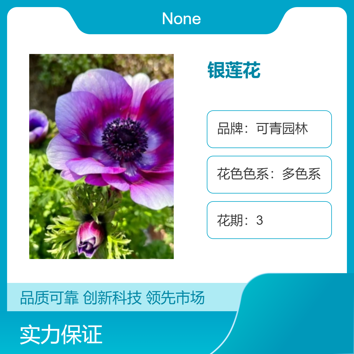 银莲花 别名毛蕊茛莲花 花坛花镜庭院小区园林绿化工程苗盆栽地栽