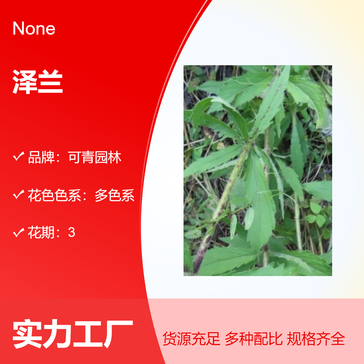 基地出售泽兰盆栽室内绿植花卉观赏植物可青园林园艺种植