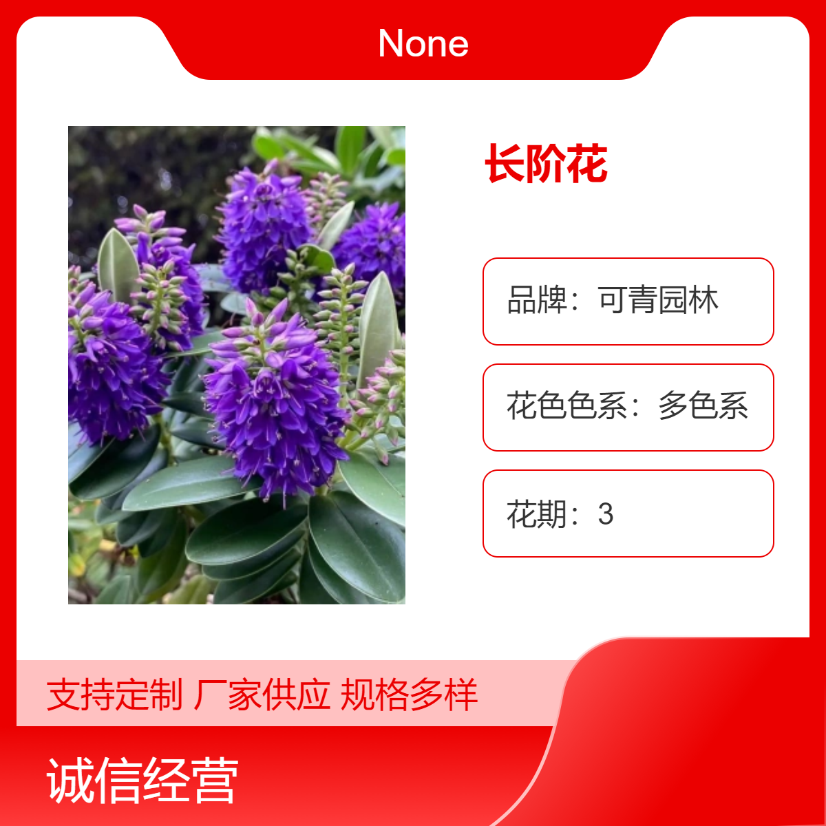 长阶花 多色系观花植物 花坛花镜 花海观赏性种植品种地栽苗