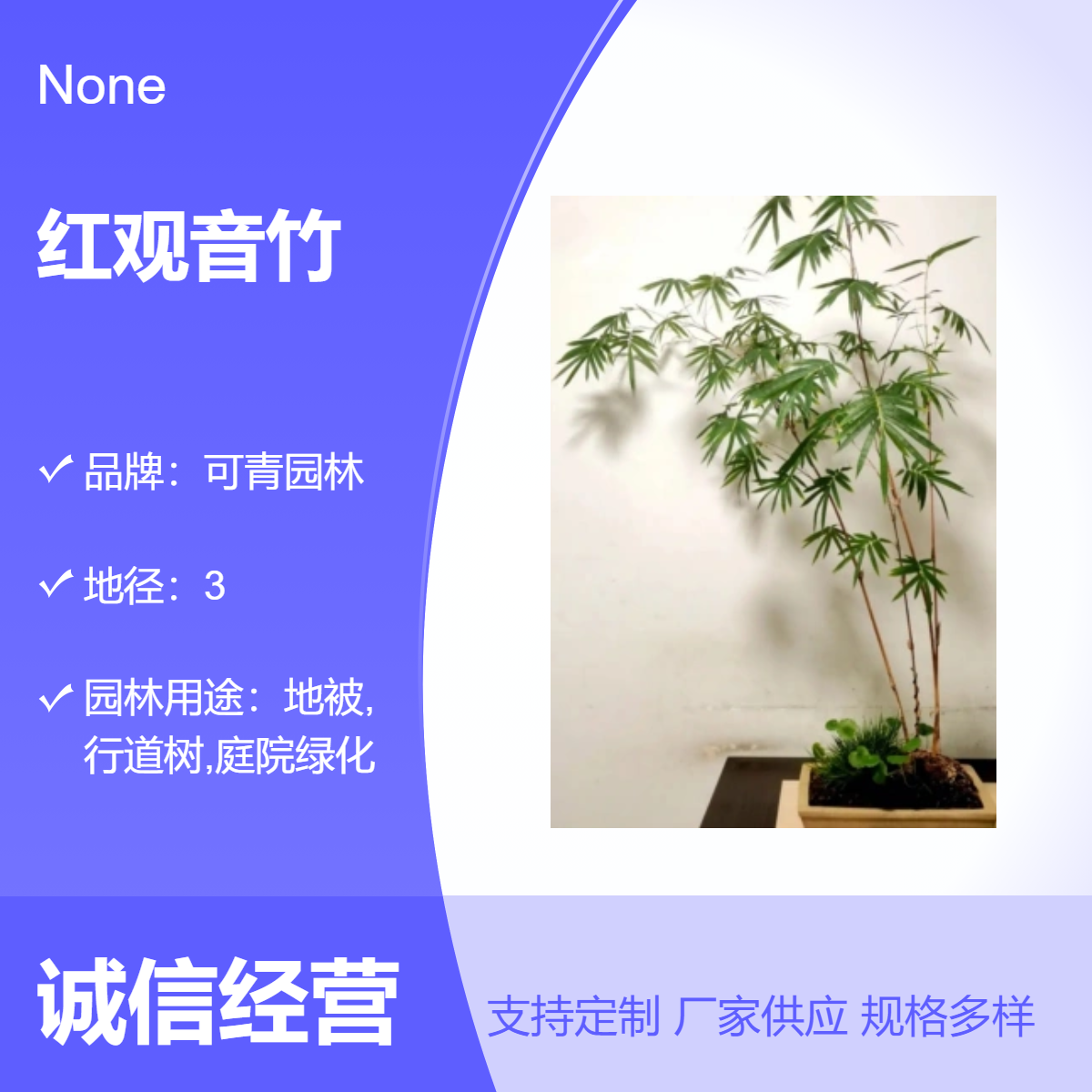 红观音竹小苗批发 大小规格齐全 绿篱庭院用耐寒易成活绿化竹子