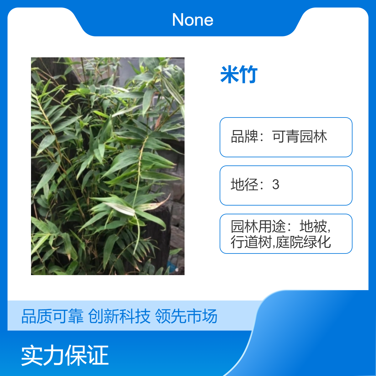 米竹 茶杆竹竹苗 铺地竹盆栽地栽均可 绿篱庭院用耐寒易成活绿化竹子