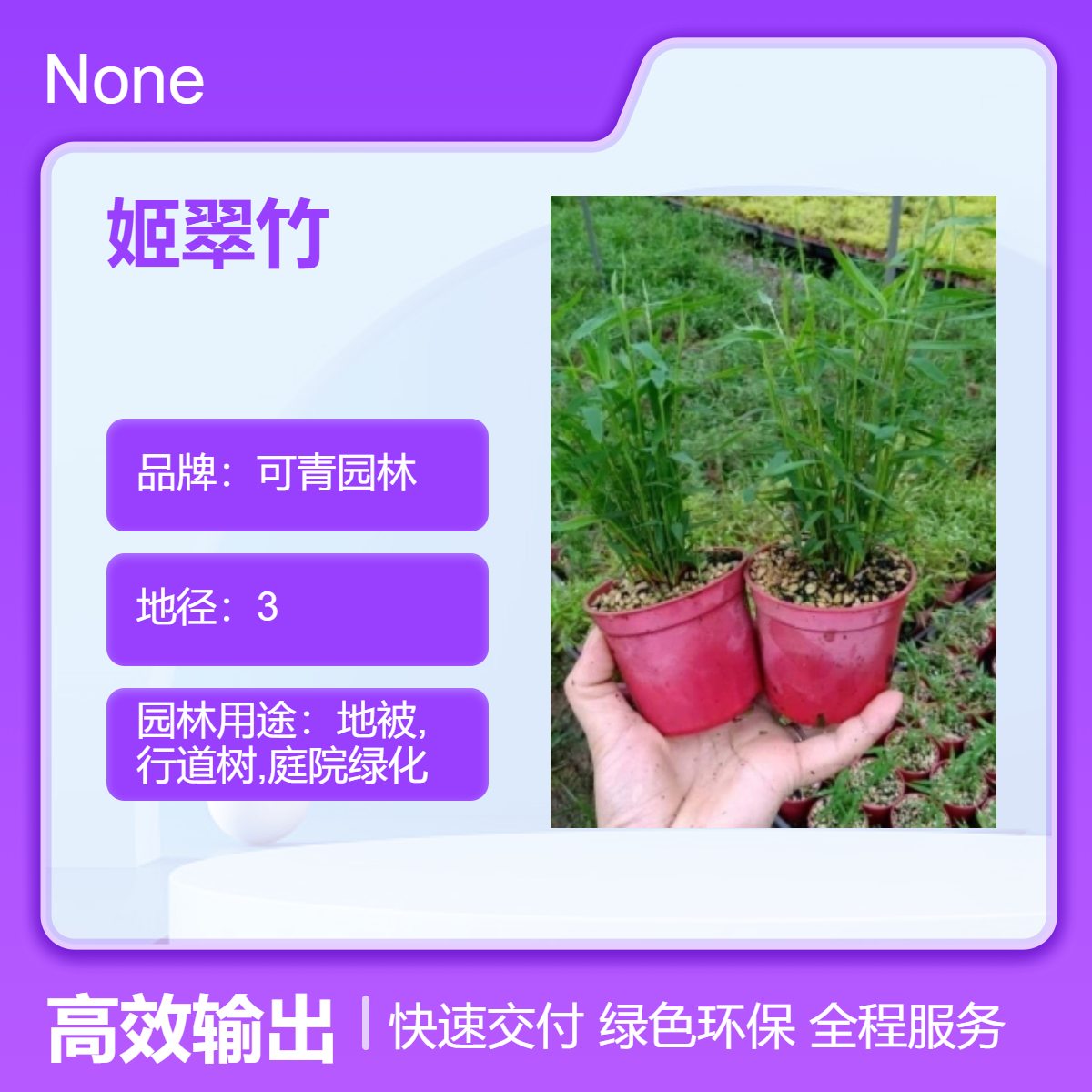 可青园林 姬翠竹 唐竹子苗 庭院景观绿化竹篱笆围墙造景竹