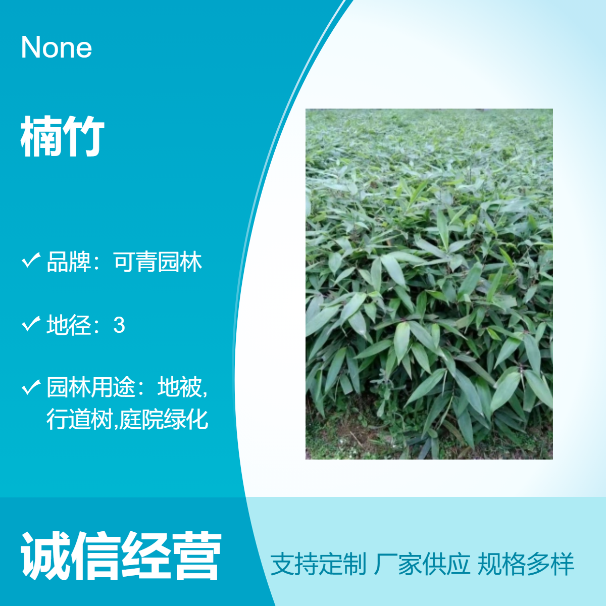 可青园林大量供应 楠竹 冷箭竹 大泰竹 庭院小区绿化园林工程观赏竹