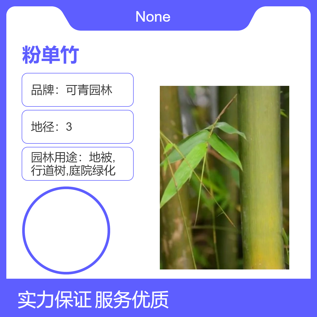 粉单竹移植苗批发牛耳竹车筒竹短穗竹绿化园林工程观赏竹