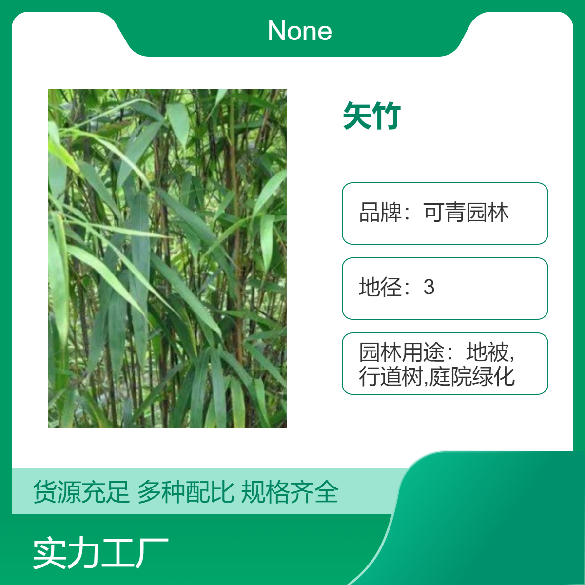 矢竹小苗批发 泡竹 刺竹庭院绿化竹子 绿化园林工程观赏竹 高成活率