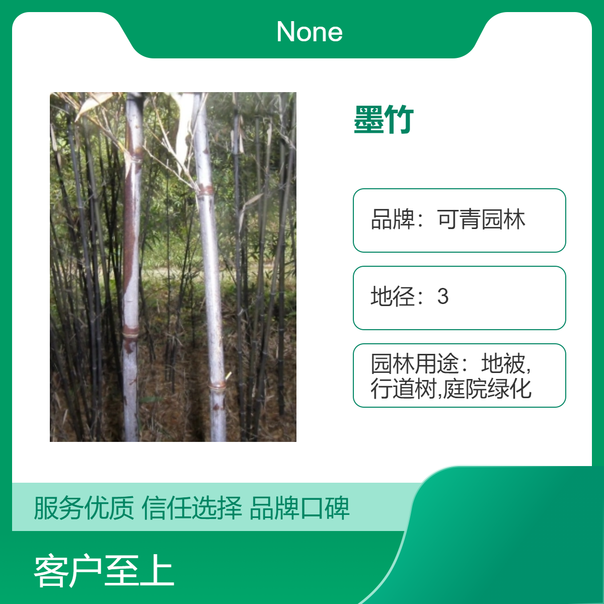大量供应四季竹墨竹 露天种植泥土栽培 高成活率庭院景观竹子