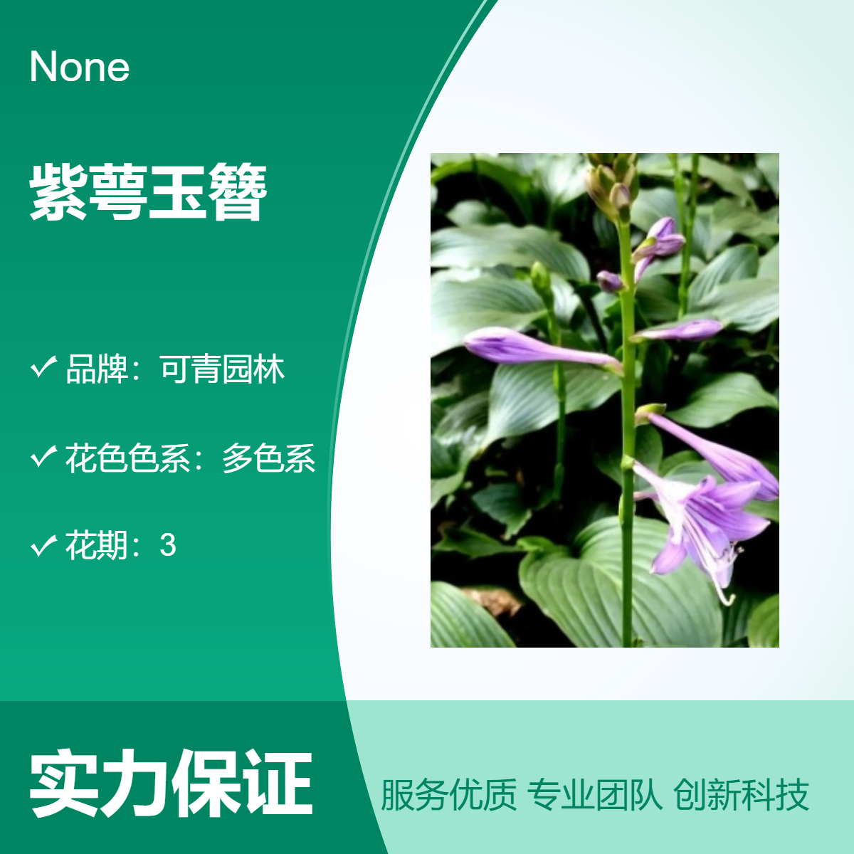 紫萼玉簪小苗批发 小区园林绿化种植 可作花坛点缀 盆栽植物