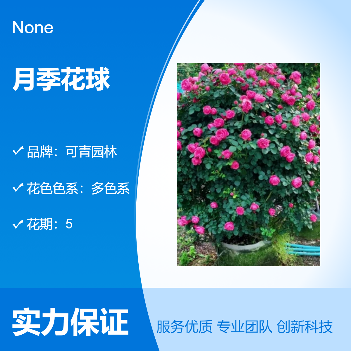 各种月季花球 多色系观花植物造型月季盆栽庭院绿化大型盆栽