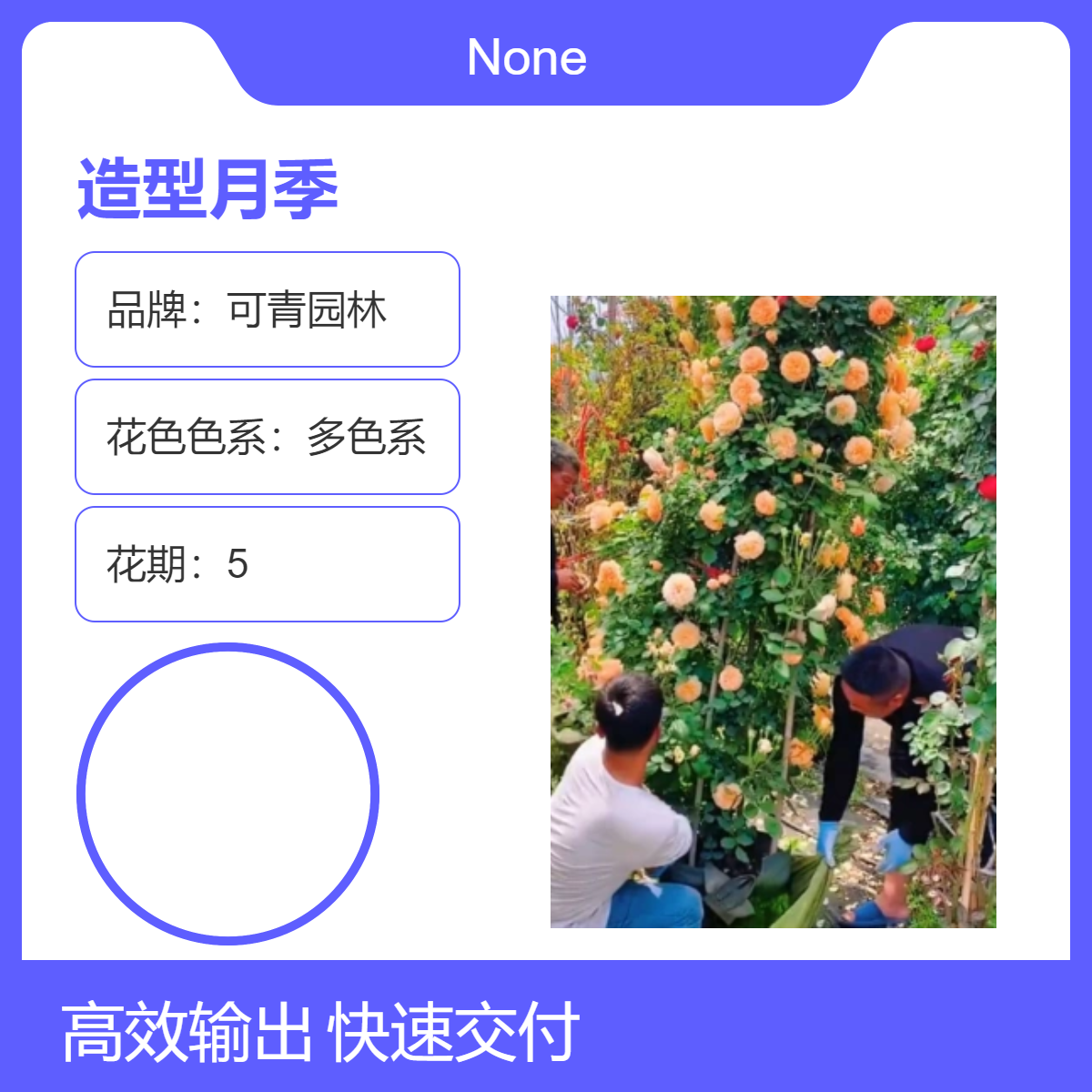 基地出售造型月季多色系观花盆栽月季花柱 景区道路园林绿化苗