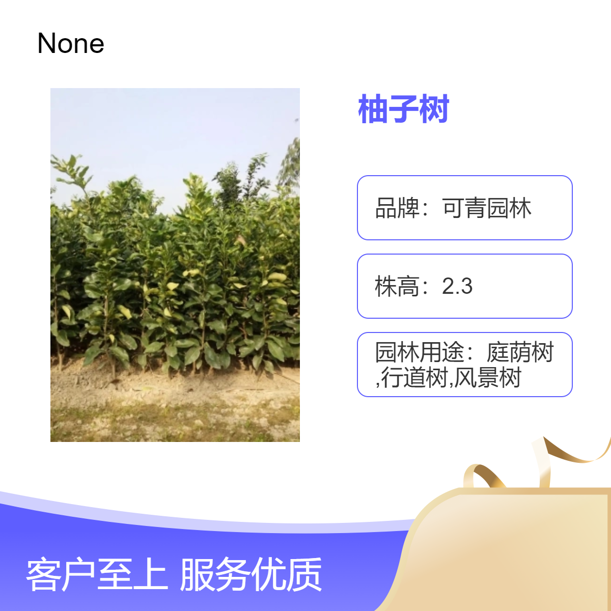 柚子树 绿植盆栽园林绿化果树苗绿化市政苗木规格齐全 庭院造景