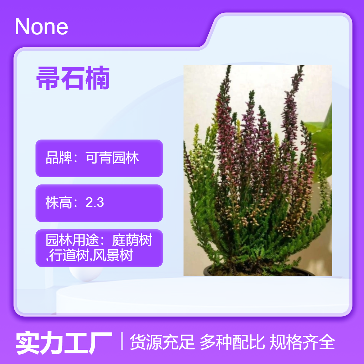 全国供应 可青园林批发 帚石楠 常绿观叶乔木 庭院小区园林绿化