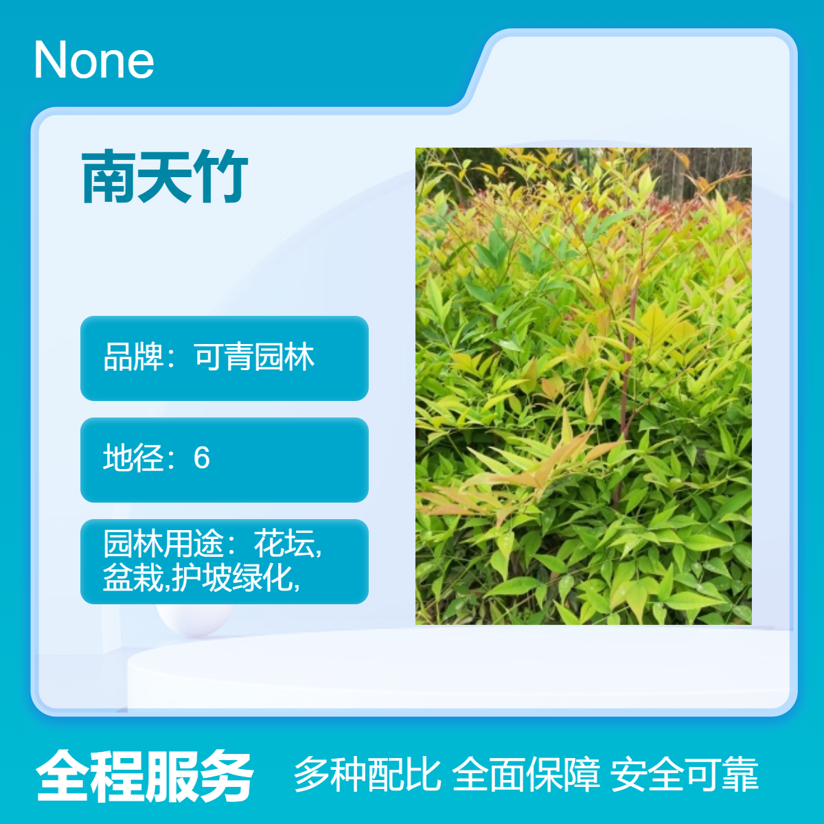 供应南天竹别名蓝田竹 绿植盆栽 四季常绿 庭院观赏植物 全国发货