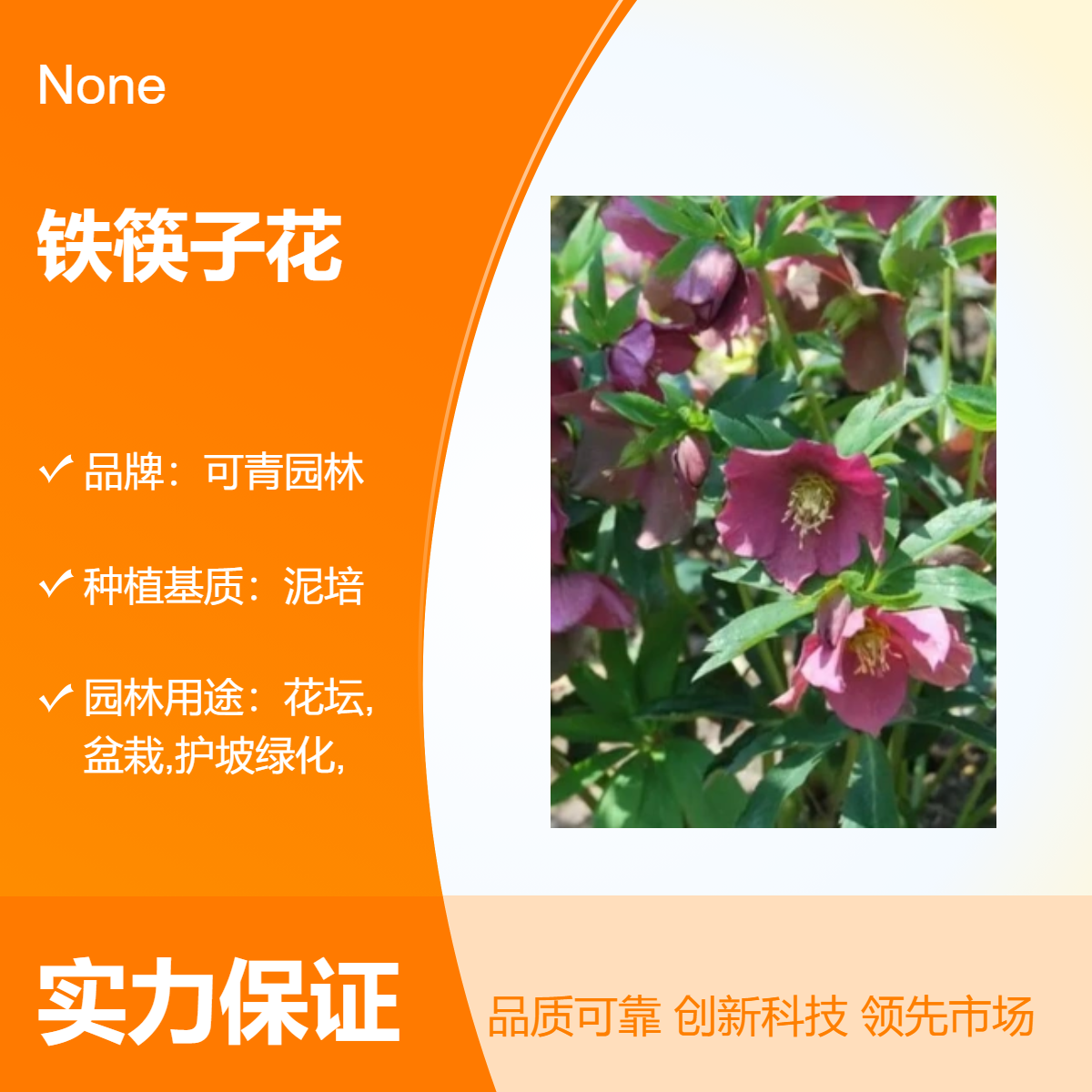 基地出售铁筷子花 室内盆栽绿植 花坛花镜花海观赏性种植苗