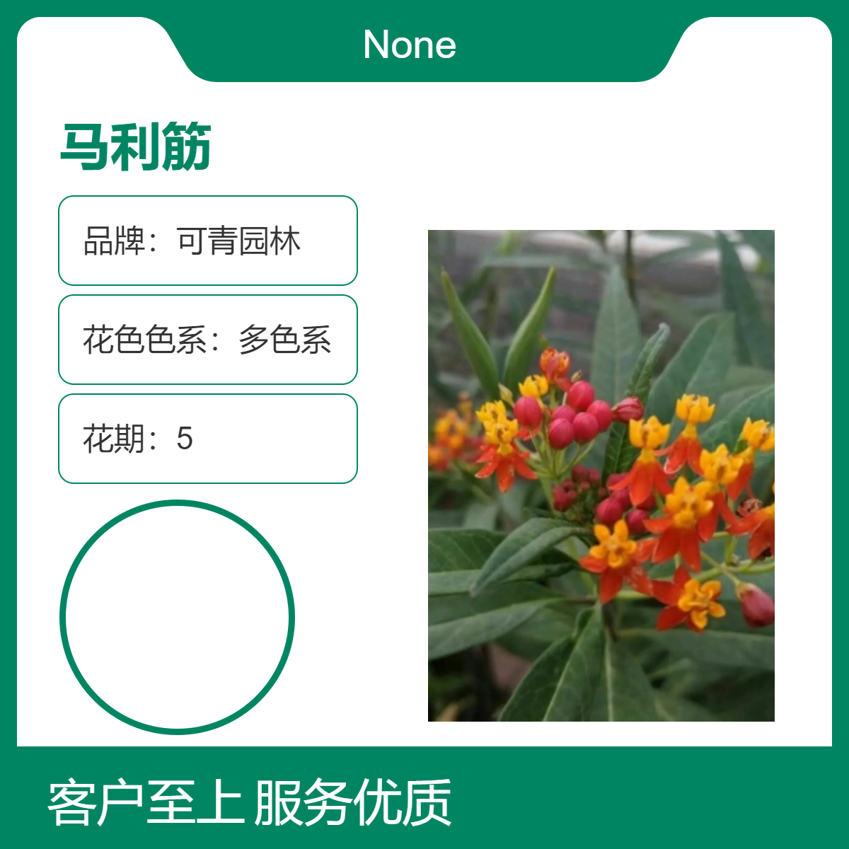 多色系观花植物马利筋别名金凤花尖尾凤莲生桂子花盆栽 园林培育