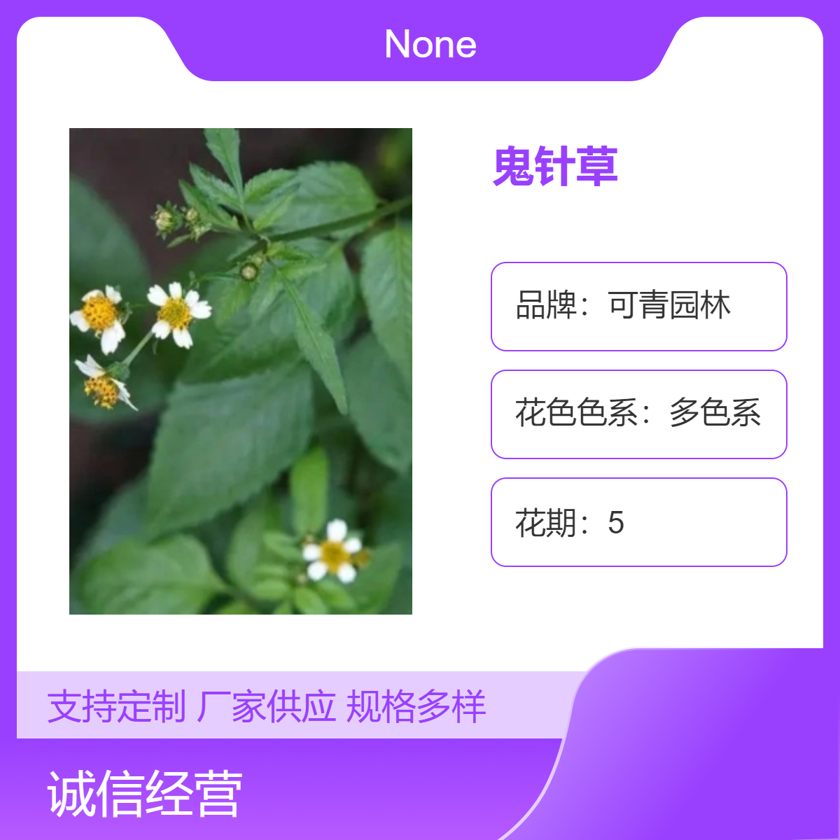 可青园林 鬼针草别名鬼钗草 虾钳草 蟹钳草盆栽绿植花卉