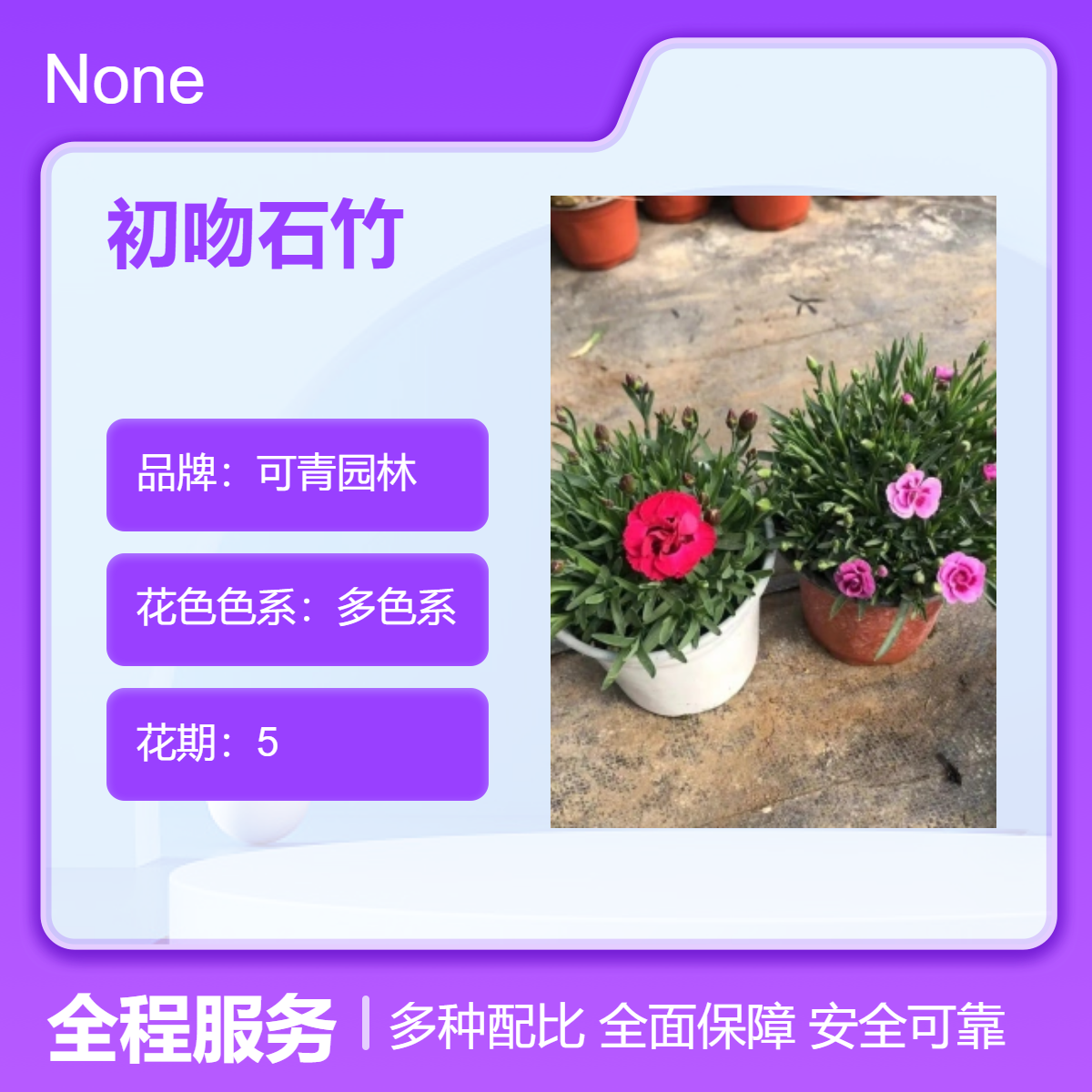 初吻石竹杯苗盆栽绿植 多色系观花植物花坛花镜花海观赏性栽植