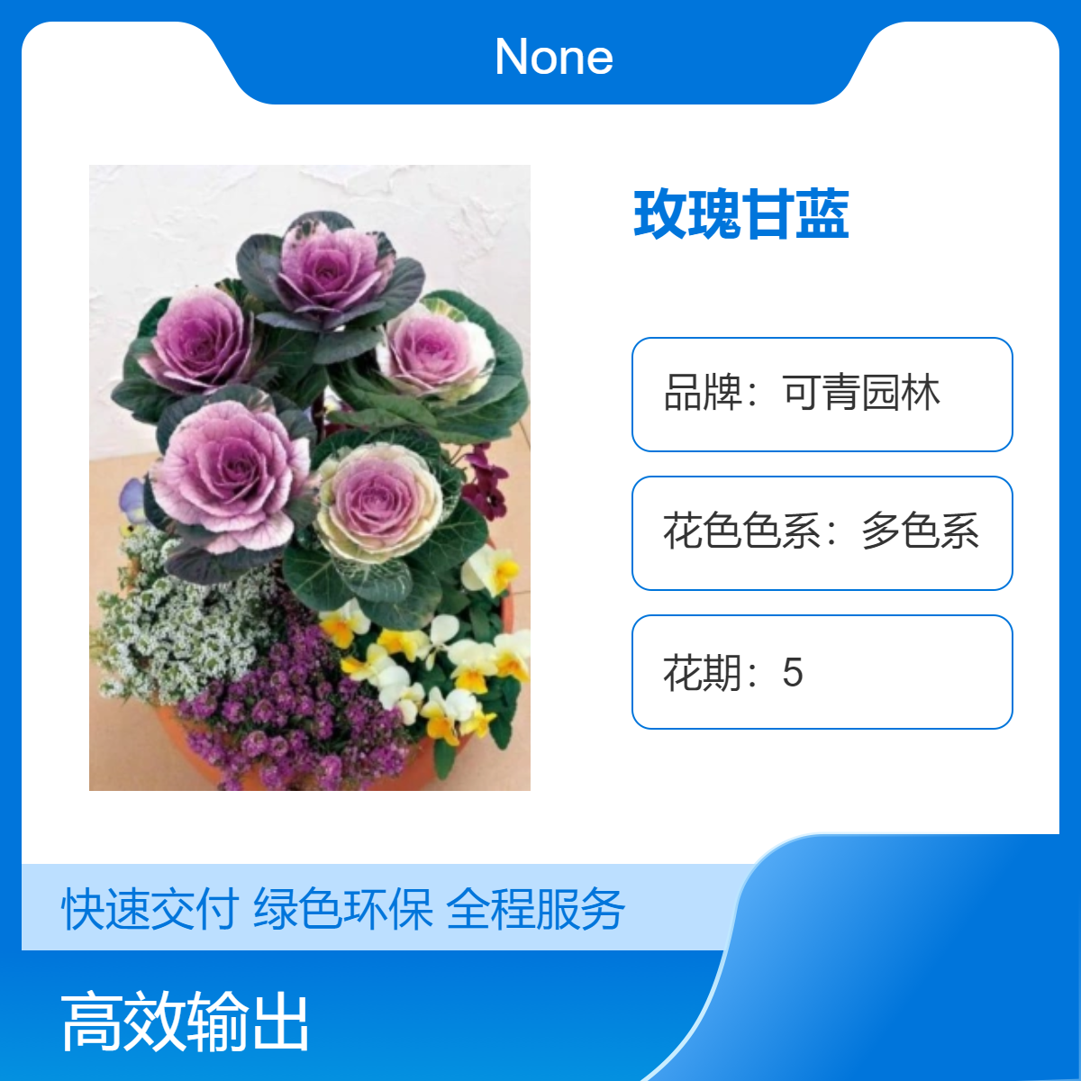 多色系玫瑰甘蓝 耐寒耐旱 可青园林培育 花坛花镜造景绿化美化优选