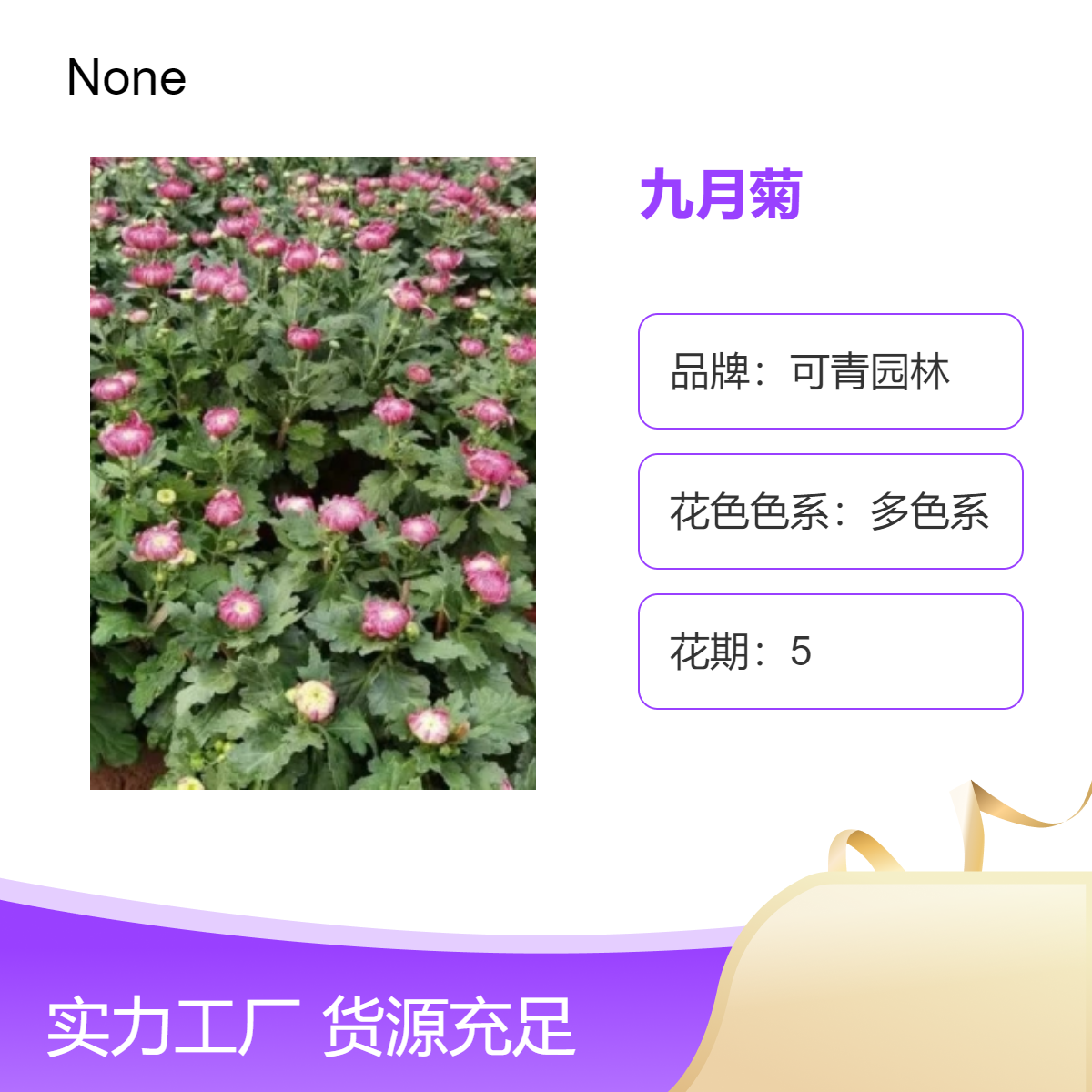 可青园林 九月菊 多色系观赏绿植 室内外盆栽花卉园艺植物