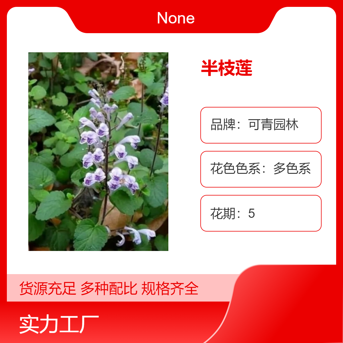 可青园林 半枝莲 并头草瘦黄芩 赶山鞭莲小苗 绿化地被盆栽多色系
