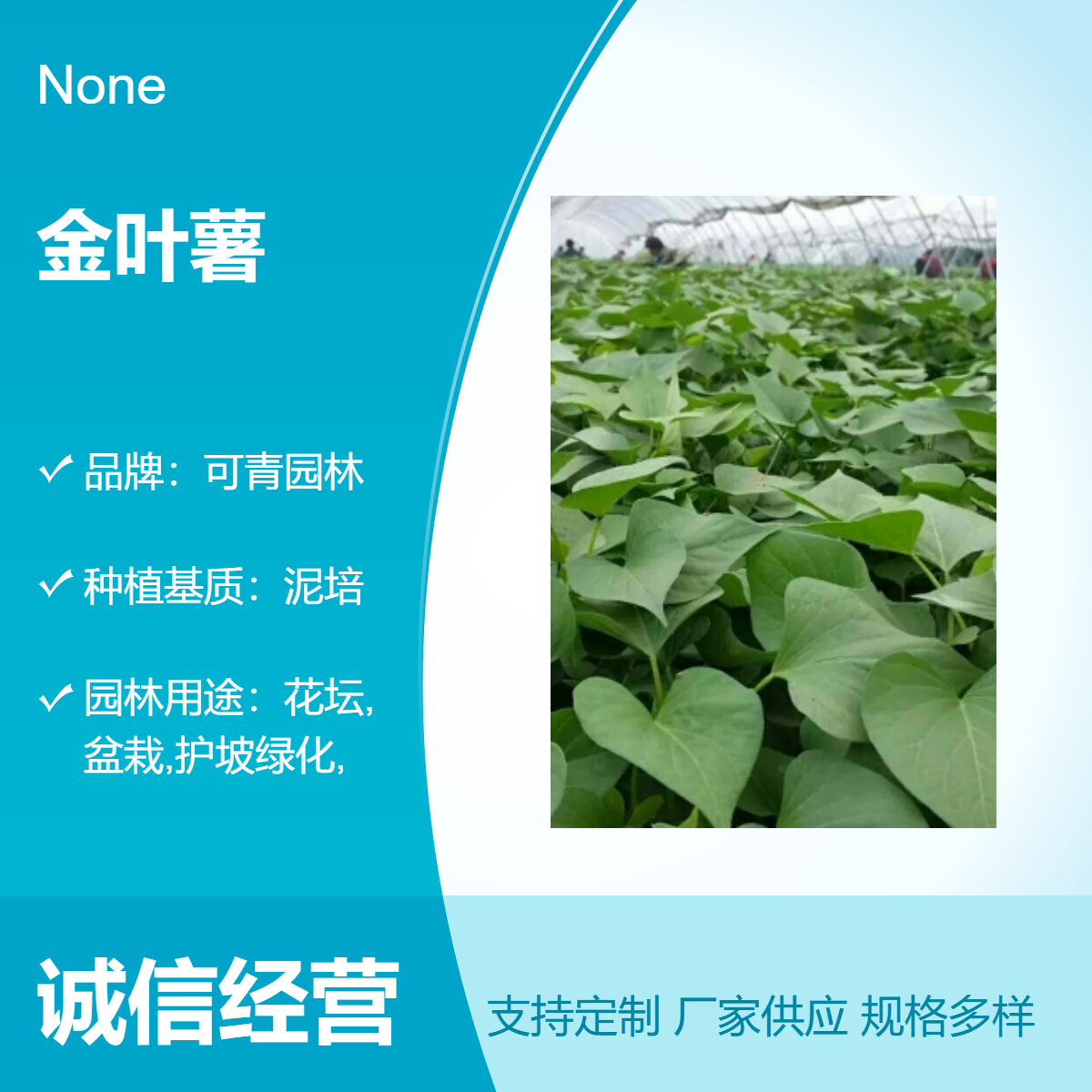 金叶薯别名黄金薯 一年生地被植物 园林绿化泥培种植 可青园林出品
