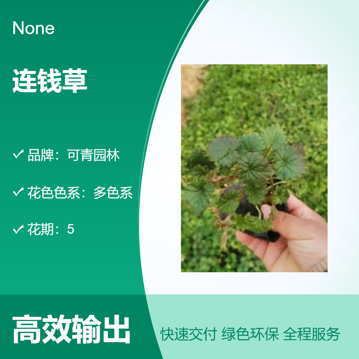 出售连钱草小杯苗 花坛花镜观赏草 易养绿植盆栽庭院绿化地被植物